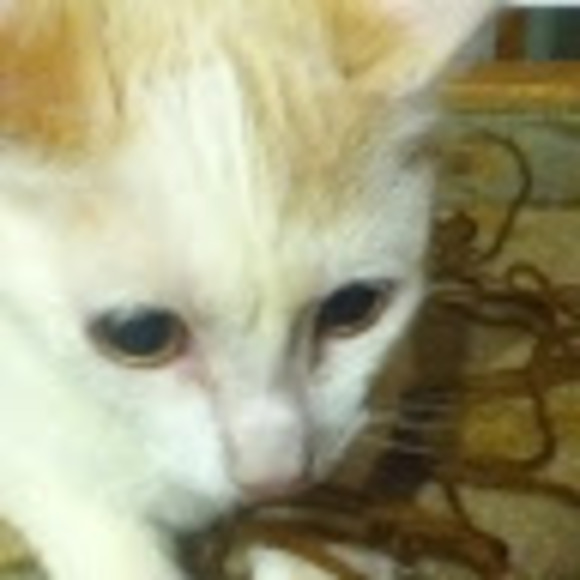 Meet your Posher, Madison - Picture 1 of 1